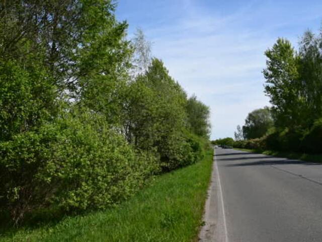 Seminář Udržitelnost silniční doprovodné zeleně: Podívejte se na prezentace odborníků