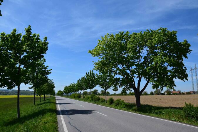 Počet vysazených stromů musí vzrůst, shodli se v Pardubicích ministři